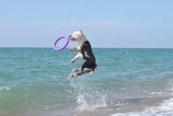 Puller 22 Puller -Productos Para Perros 114417 collar 5