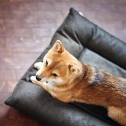 Cama Hunter Bologna Negra Para Perros 17 Cama Hunter Bologna Negra Para Perros -Productos Para Perros 214699 214700 hunter hundebett bologna schwarz hs 09 2