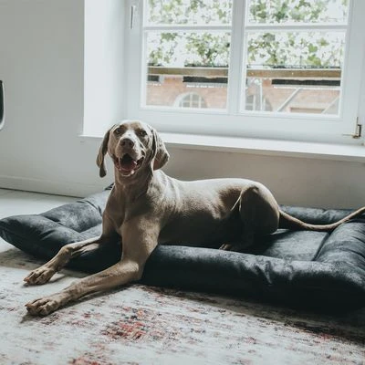 Cama Hunter Bologna Negra Para Perros 10 Cama Hunter Bologna Negra Para Perros - Imagen 8