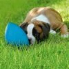 Pelota RunninGegg Para Perros -Productos Para Perros 28597 petearth runningegg blau hs 03 8