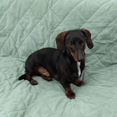 Manta Para Perros Modern Living Victoria 5 Manta Para Perros Modern Living Victoria - Imagen 3