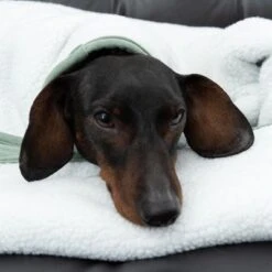 Manta Para Perros Modern Living Victoria 25 Manta Para Perros Modern Living Victoria -Productos Para Perros 318002 decke victoria fg 6055 4