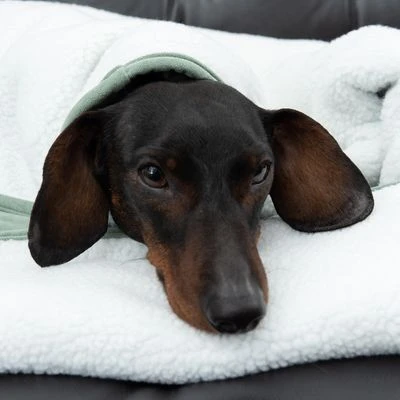 Manta Para Perros Modern Living Victoria 13 Manta Para Perros Modern Living Victoria - Imagen 11