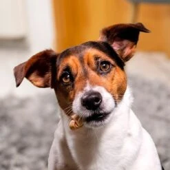 SmartBones Snacks Con Pollo Para Perros Pequeños -Productos Para Perros 324396 smartbones kausnacks huhn kleinehunde hs 05 3