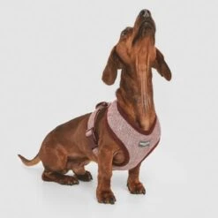 Arnés Nomad Tales Calma Burdeos Para Perros 31 Arnés Nomad Tales Calma Burdeos Para Perros -Productos Para Perros 324717 nomad tales calma burgundy 02 4