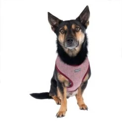 Arnés Nomad Tales Calma Burdeos Para Perros 29 Arnés Nomad Tales Calma Burdeos Para Perros -Productos Para Perros 325599 calma fg 7759 9