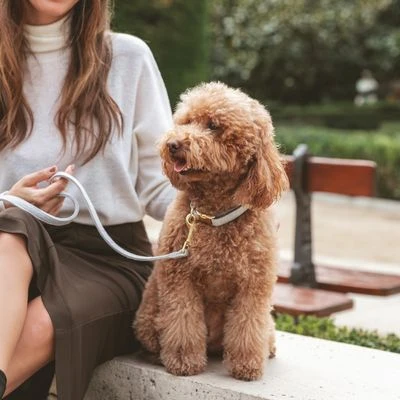 Collar Nomad Tales Calma Piedra Para Perros 5 Collar Nomad Tales Calma Piedra Para Perros - Imagen 3