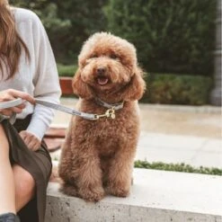 Collar Nomad Tales Calma Piedra Para Perros 28 Collar Nomad Tales Calma Piedra Para Perros -Productos Para Perros 326806 326197 nomad tales calma halsband stone 04 2