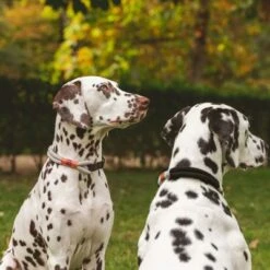 Collar Nomad Tales Spirit Piedra Para Perros -Productos Para Perros 329197 nomad tales spirit halsband stone 02 7