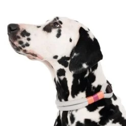 Collar Nomad Tales Spirit Piedra Para Perros -Productos Para Perros 329296 spirit l fg 7484 4