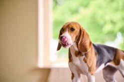 BEAPHAR Antiparasitario Natural Para Parásitos Intestinales -Productos Para Perros 3461920400054 1 62ece7212fd8e 63f39668d5fce