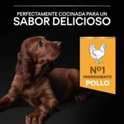 PURINA PRO PLAN Large Athletic Puppy Healthy Start 19 PURINA PRO PLAN Large Athletic Puppy Healthy Start -Productos Para Perros 44142743 es es 221230 1 3