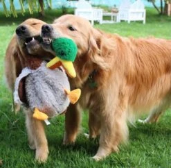 KONG Peluche Shakers Con Sonido Pato -Productos Para Perros 44fd0053481782d52a5b3c777d44 64f24397e81a1