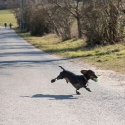 Zapatos Para Perros S & P Boots -Productos Para Perros 52149 hundeschuhe xs fg 0890 4