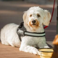 Julius K9 Arnés Julius-K9 IDC® Power Negro Para Perros 21 Julius K9 Arnés Julius-K9 IDC® Power Negro Para Perros -Productos Para Perros 65902 julius k9 idc powergeschirr schwarz hs10 7