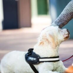 Julius K9 Arnés Julius-K9 IDC® Power Negro Para Perros 23 Julius K9 Arnés Julius-K9 IDC® Power Negro Para Perros -Productos Para Perros 65902 julius k9 idc powergeschirr schwarz hs8 3