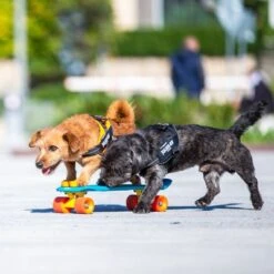 Julius K9 Arnés Julius-K9 IDC® Power Negro Para Perros 18 Julius K9 Arnés Julius-K9 IDC® Power Negro Para Perros -Productos Para Perros 65902 julius k9 idc powergeschirr schwarz hs9 9