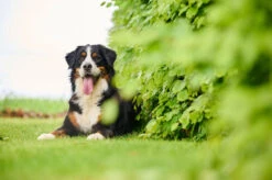 BEAPHAR Antiparasitario Natural Para Parásitos Intestinales -Productos Para Perros 8711231157006 1 62ece74a0f212 63f3966bd8b59