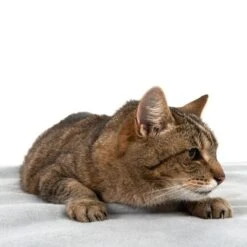 Manta Heim Lavable A Altas Temperaturas Para Mascotas -Productos Para Perros 99720 kochfeste decke fg 4330 8