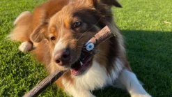 Stick Frank -Productos Para Perros DOOG stick para perros 64f1c669b8503