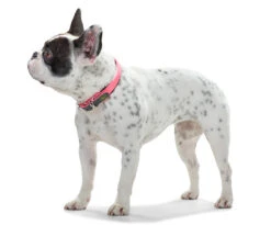 Hunter Collar Convenience Para Perros Color Turquesa 7 Hunter Collar Convenience Para Perros Color Turquesa -Productos Para Perros HU63084 HU63090 HU63096 HU63102 HU63108 2 62ac60aebbe62