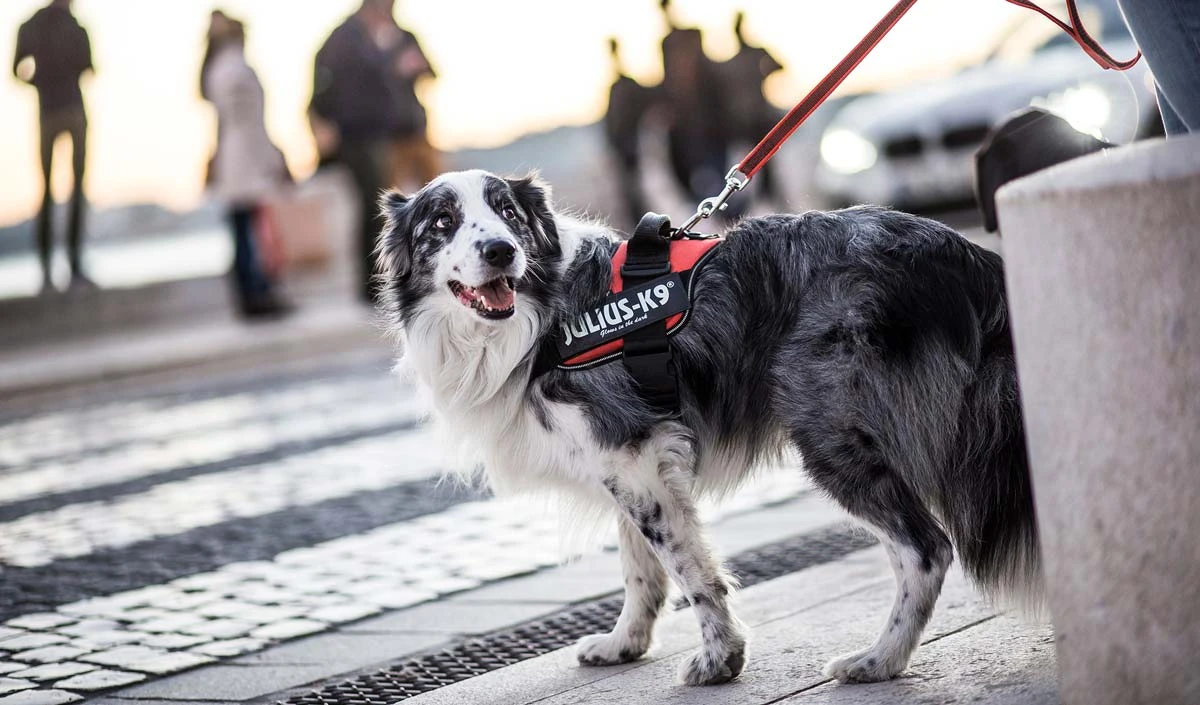 Julius K9 Arnés IDC Power Arco Iris 6 Julius K9 Arnés IDC Power Arco Iris - Imagen 4