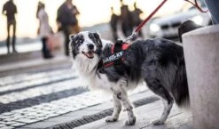 Julius K9 Arnés IDC Power Burdeos -Productos Para Perros IMG 3949 copy 6272317d8b20e