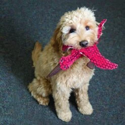 KONG Peluche Triceratops Rosa 8 KONG Peluche Triceratops Rosa -Productos Para Perros RDY14 2 1000x1000 62ea3d386ebd7