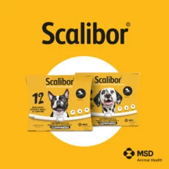 Collar Antiparasitario Para Perros -Productos Para Perros Scalibor Pieza 900x900 62bac98015ac2