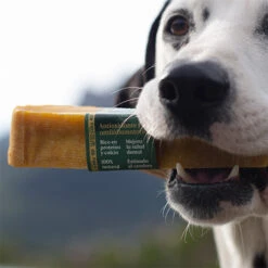 Mordedor Natural Leche De Yak Del Himalaya Con Cúrcuma Para Perros 18 Mordedor Natural Leche De Yak Del Himalaya Con Cúrcuma Para Perros -Productos Para Perros Wild Yaky Golden Curcuma barrita leche yak himalaya curcuma 3 620cf10a28393