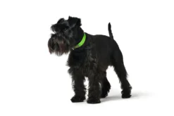 Hunter Collar Convenience Para Perros Color Negro -Productos Para Perros apple222 1024x1024 at 2x 62ac61fdbb958