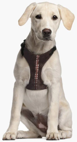 Arnés Star Wars Chewbacca -Productos Para Perros arners star wars chewbacca 11 6