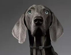 Collar Antiparasitario Merlin Para Perros Grandes -Productos Para Perros collar merlin para perro 63eccd40796df