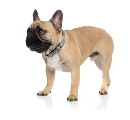 Fuzzyard Collar De Neopreno Coachella 4 Fuzzyard Collar De Neopreno Coachella - Imagen 2