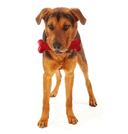 Bone Pollo Asado Y Tomillo 4 Bone Pollo Asado Y Tomillo - Imagen 2