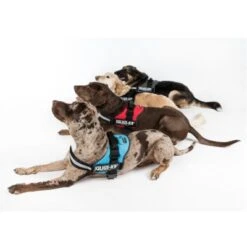 Arnés Julius K9 Rojo -Productos Para Perros juliusk9 powergeschirr 4 farben 4 63ca50c05df65