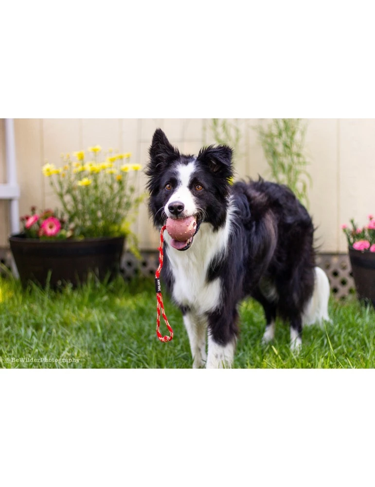 Julius K9 Pelota IDC Con Asa 5 Julius K9 Pelota IDC Con Asa - Imagen 3