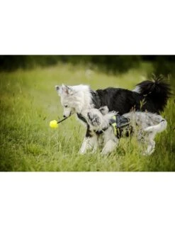 Julius K9 Pelota IDC Fluorescente Amarilla -Productos Para Perros pelota idc lumino asa cerrable 4 63a02a1cc067e