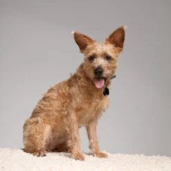 Tickless Repelente De Insectos Ultrasónico Rosa -Productos Para Perros pet5 63eca3daa36c2