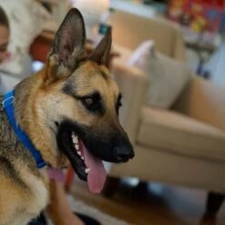 Puerta Extreme Weather Para Mascotas De Petsafe 18 Puerta Extreme Weather Para Mascotas De Petsafe -Productos Para Perros petsafe hundeklappe extremeweather hs 03 1