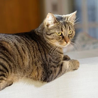 Puerta Extreme Weather Para Mascotas De Petsafe 10 Puerta Extreme Weather Para Mascotas De Petsafe - Imagen 8