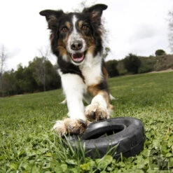 KONG Mordedor Rueda Extreme 7 KONG Mordedor Rueda Extreme -Productos Para Perros pneu 3 800x800 6255bd98e847d