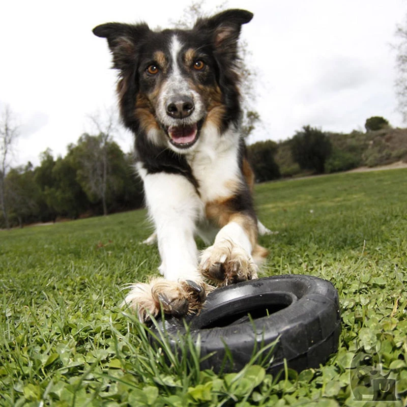 KONG Mordedor Rueda Extreme 5 KONG Mordedor Rueda Extreme - Imagen 3