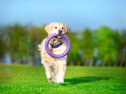 Puller 23 Puller -Productos Para Perros puller standard3 62fe111e53cf9