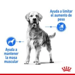 Royal Canin Medium Light Weight Care 12 Royal Canin Medium Light Weight Care -Productos Para Perros rc spt dry lightweightmed cv 1 es es 1 4