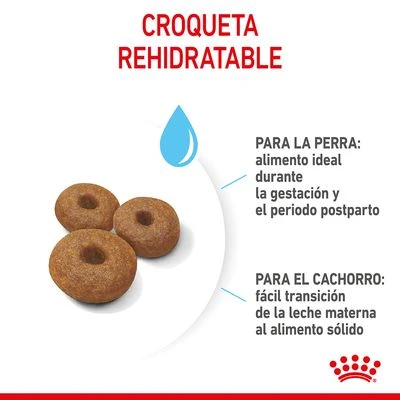 Royal Canin Maxi Starter 9 Royal Canin Maxi Starter - Imagen 7