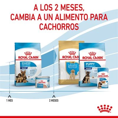 Royal Canin Maxi Starter 14 Royal Canin Maxi Starter - Imagen 12
