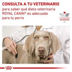 Royal Canin Veterinary Canine Diabetic Special Low Carb Mousse -Productos Para Perros rc vet wet dogdiabeticsplc410g cv eretailkit 7 es es 4