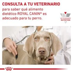 Royal Canin Veterinary Canine Gastrointestinal Low Fat Pienso Para Perros 18 Royal Canin Veterinary Canine Gastrointestinal Low Fat Pienso Para Perros -Productos Para Perros rc vhn gastrointestinallowfatdog cv eretailkit 9 es es pdf 0