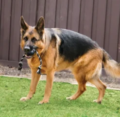 KONG Pelota Con Cuerda Extreme -Productos Para Perros xtrema dog 64f23bf456946